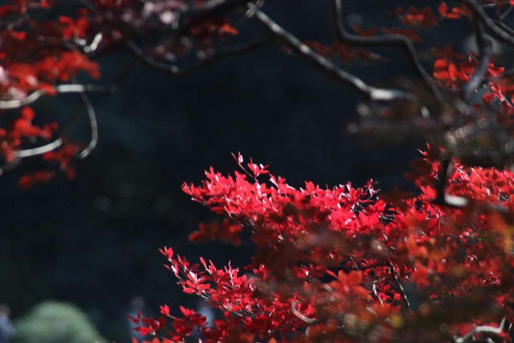 Tora Hotel Tokyo-Rikugienn 寅ホテル 六義園 C Kültér fotó
